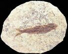 Knightia Fossil Fish - Wyoming #60813-1